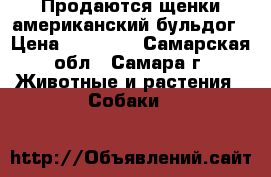 Продаются щенки американский бульдог › Цена ­ 40 000 - Самарская обл., Самара г. Животные и растения » Собаки   
